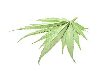 Heap of Marijuana leaves, green cannabis leaves on white background