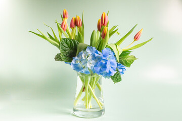 bouquet tulipes et hortensia fonds vert pâle vase transparent