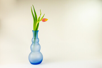 tulipe isolée dans un vase bubble bleu