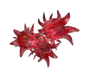 fresh roselle hibiscus, Jamaican sorel, Hibiscus sabdariffa Linn isolated on white background.