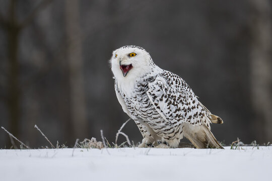 Snowy Owl with open beak. Bohemian Moravian Highland field.