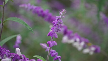Close up of Salvia Leucantha, Mexican bush sage, purple flowers
