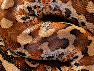 wild animal snake gecko lizard reptile