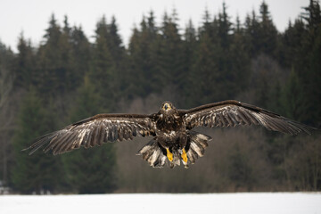 Landing Sea Eagle, Haliaeetus albicilla. Winter scene.
