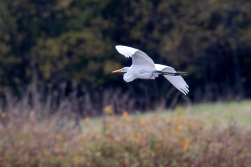 A Great Egret soars over the wetland on an autumn morning