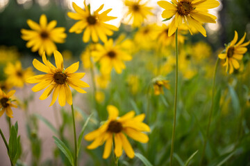 Obraz premium Group of Happy Sunflower Blossoms in Zion