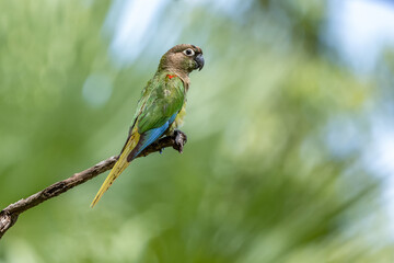 Blaze-winged Parakeet - Tiriba-fogo