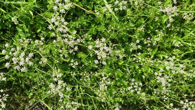 Cumin flowers against a background of bright greenery in summer, close-up