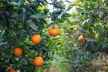 Naranjas en el árbol.
