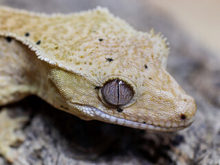 wild animal snake gecko lizard reptile