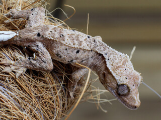wild animal snake gecko lizard reptile