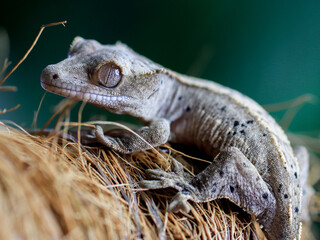 wild animal snake gecko lizard reptile