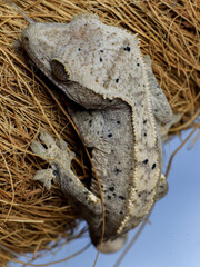 wild animal snake gecko lizard reptile