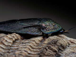 insect bug macro animal in nature