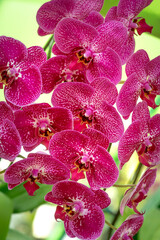 Fototapeta na wymiar Colorful potted phalaenopsis orchids