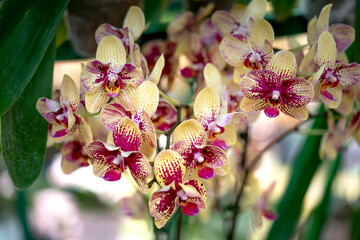 Colorful potted phalaenopsis orchids