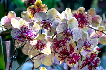 Colorful potted phalaenopsis orchids