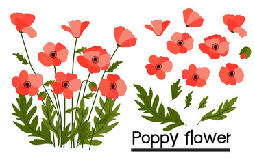 red poppies on white background
