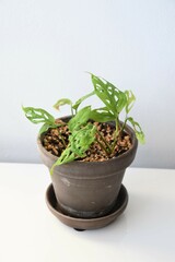 Monstera adansonii, aka swiss cheese plant, isolated on a white background in a brown terracotta pot. Houseplant with heart shaped green foliage and holes. Portrait orientation.