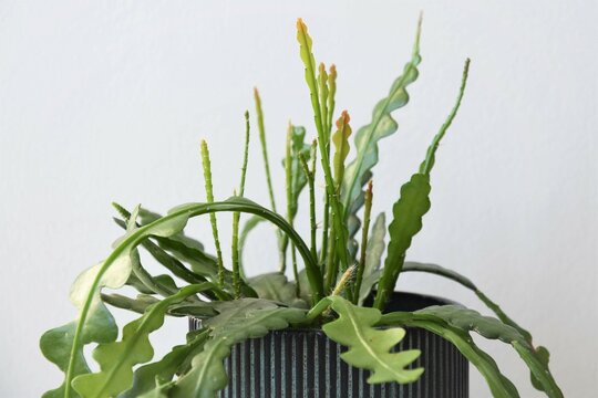 Epiphyllum anguliger, aka fishbone cactus, is a houseplant with green zig zag leaves. Close up of the plant isolated on a white background, in a blue pot. Landscape orientation.