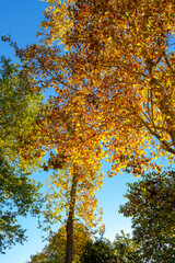 Autumn tree in park, Granada, Spain
