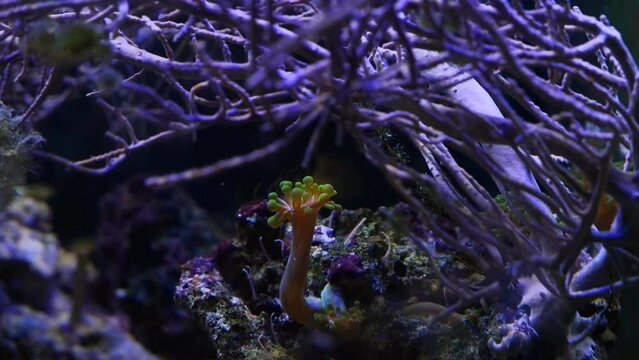 green majano anemone move tentacles in water flow under dead gorgonian twig on live rock aquadesign, reef marine aquarium hobby for experienced aquarist, light and shadow play, LED actinic blue light
