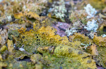 Lasallia pustulata is a species of lichen in the Umbilicariaceae family of fungi