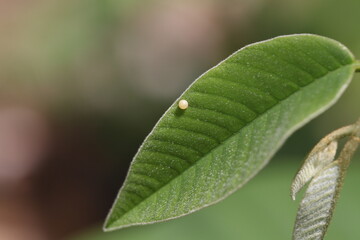 close up of a butterfly egg laid on a leaf