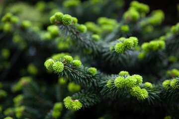 Young fir-tree branches with small needles