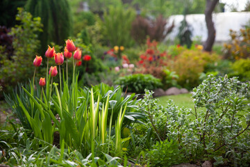 Beautiful botanical garden with tulips