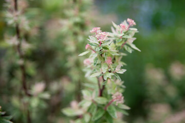 Beautiful botanical garden with spirea blooming