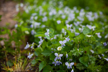 Beautiful botanical garden with viola Freckles