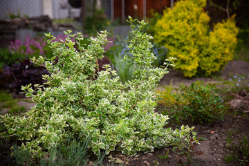 Beautiful botanical garden