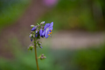 Polemonium caeruleum, known as Jacob's-ladder or Greek valerian