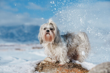 Shih tzu dog standing on mountains and snow background at winter
