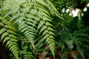 Fern leaves. Green fern plants in nature landscape, in forest. Fresh green tropical foliage. Rainforest jungle landscape. Green plants nature wallpaper.Exotic forest plant. Botany concept