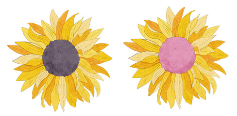 watercolor hand drawn floral illustration of sunflowers with brown and pink center 