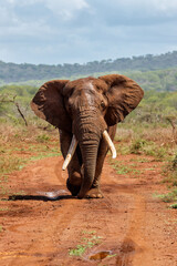 Fototapeta na wymiar Close encounter with an Elephant bull walking in a Game Reserve in South Africa