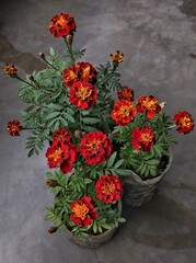 bouquet of red poppies