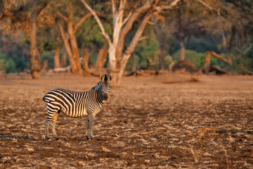 Fototapeta na wymiar Zebra in the forest of Mana Pools National Park in the dry season in Zimbabwe