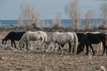 Horses grazing at winter season, Kyrgyzstan, Issyk-Kul