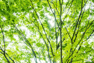 新緑の木
