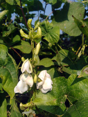 Runner Bean Plant and flowers. Phaseolus coccineus growing in the agriculture field.