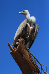 A portrait of a Himalayan Vulture perched on a dead tree
