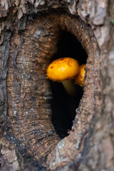 Mushrooms Sprouting from a Tree in the Spring