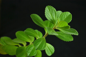 Plectranthus ornatus leaves belonging to the family lamiaceae is native to South Africa but cultivated in Brazil. Is a perennial, succulent-like herb or branched subshrubs with aromatic leaves.