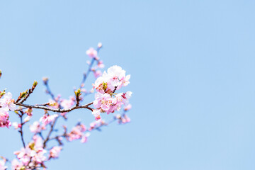 一足早い春を告げる早咲きの桜の花
