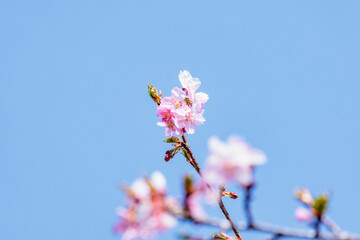 一足早い春を告げる早咲きの桜の花