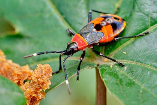 Macro Photo of Harlequin Bug on Leaf