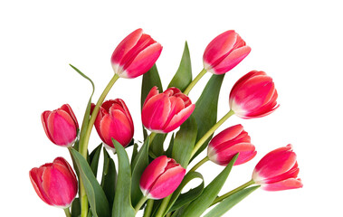 Tulips bunch isolated on transparent background. Fresh red pink tulips bouquet, Valentine day. PNG, 